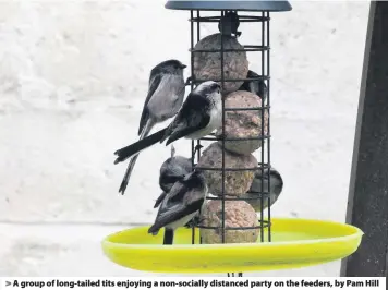  ??  ?? > A group of long-tailed tits enjoying a non-socially distanced party on the feeders, by Pam Hill