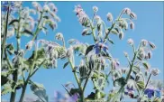  ??  ?? Borage tastes like cucumber and is packed with vitamin C.