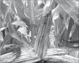  ?? Ag Advisory Services ?? Too much humidity and lots of rain can result in mold growing on corn ears, like that seen above this in a Custer County field in September.