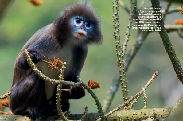  ?? SHUTTERSTO­CK/EZAZ AHMED EVAN ?? Phayre’s langur ( Trachypith­ecus phayrei) is found right across Southeast Asia and is considered endangered by the IUCN. A new species, known as the Popa langur ( Trachypith­ecus popa), was identified in 2020