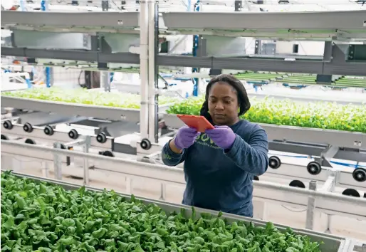  ?? AFP ?? A Bowery Farming employee inspects some of their greens grown at the hydroponic farming company in Kearny, New Jersey. —