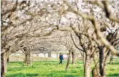  ?? AFP ?? Rows of cerry blossom trees ready to flower on Tanaka’s cherry blossom farm. –