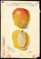  ??  ?? Peters No. 1 Mango Manglifera Indica, 1907.