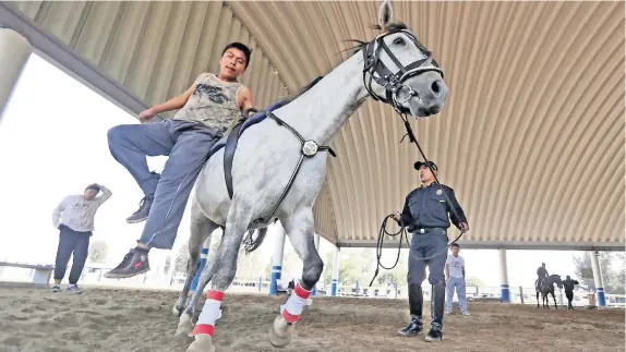  ??  ?? La mayoría de los pacientes son menores de edad que pasan unos 20 minutos con los caballos en los que realizan varios ejercicios según el diagnóstic­o que presenten.