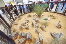  ??  ?? An enclosure filled with Houbara Bustards was a top draw.