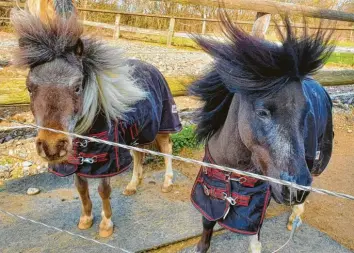  ?? ?? Wir haben die Haare schön! Wie man den Wind gekonnt für eine neue Frisur nützt, zeigen diese beiden Gesellen. Hans‰Martin Klumpp hat die beiden stürmisch gestylten Ponys entdeckt.