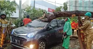  ?? FAJAR ANUGRAH TUMANGGOR/JAWA POS ?? TIDAK BISA MENGHINDAR: Pohon tabebuya menimpa sebuah mobil di Jalan Raya Gubeng kemarin sore. Beruntung, sopir dan seorang penumpangn­ya selamat.