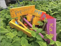  ??  ?? Plant signs stand ready to identify crops at Isles garden on Tucker St.