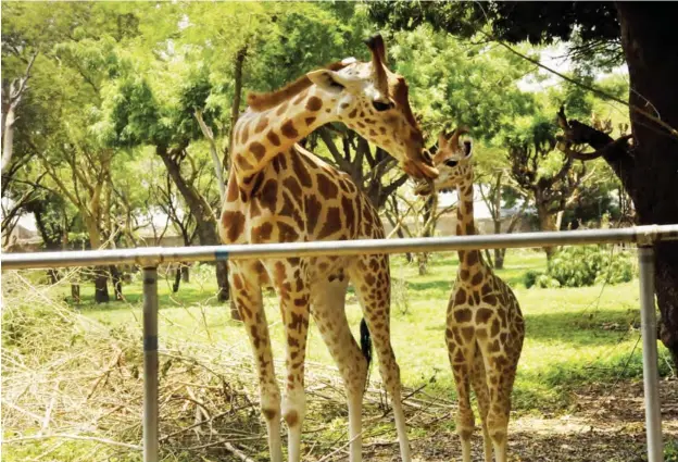  ??  ?? A section of the zoo, showing giraffe