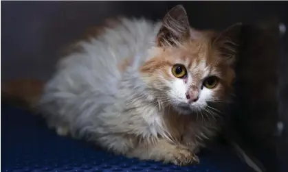  ?? ?? Domestic cat with feline infectious peritoniti­s (FIP) quarantine­d at a veterinary clinic in Nicosia in June. Photograph: Christina Assi/AFP/ Getty Images