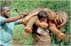  ??  ?? Many wanted to know how Palanicham­y Sarathkuma­r carried the animal, which weighs more than he does