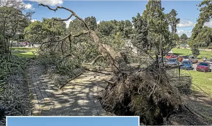  ?? CHRISTEL YARDLEY, TOM LEE/STUFF ?? Cyclone Gabrielle left trees down over roads, parks and playground­s across the city.
Left: A tree rests against an office building on Bryce St in central Hamilton.