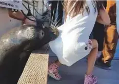  ?? Courtesy: Michael Fujiwara ?? A sea lion in Richmond, B.C. grabbed a girl and dragged her into the water on Saturday. A man jumped in and swiftly rescued her. This image is from a video by Michael Fujiwara.