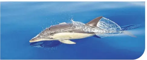  ?? ?? La principale cause de mortalité de dauphins est la surpêche car elle favorise la capture accidentel­le des cétacés. (©PIXATERRA / Adobestock).