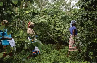  ?? ?? Mulheres caminham nas plantações de café em Moçambique: 300 empregos foram gerados