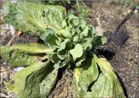  ?? LEE REICH VIA AP ?? This shows a multi-headed cabbage plant.