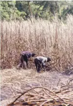  ?? ?? Former sugar cane lands could be used to plant other crops.