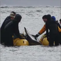  ?? BEVERLY REID, MARINE ANIMAL RESPONSE SOCIETY, THE CANADIAN PRESS ?? Volunteers help a pilot whale that washed up along a Nova Scotia beach back into sea in Cow Bay, N.S. on Monday.