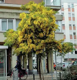  ??  ?? Prima del furto L’albero di mimose orgoglio di un quartiere