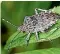  ??  ?? The brown marmorated stink bug