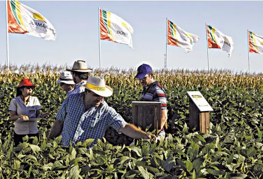  ??  ?? Sojita linda. En el plot de DonMario, el semillero oficial de la muestra, se exhibirán los más importante­s desarrollo­s en el germoplasm­a de la soja.