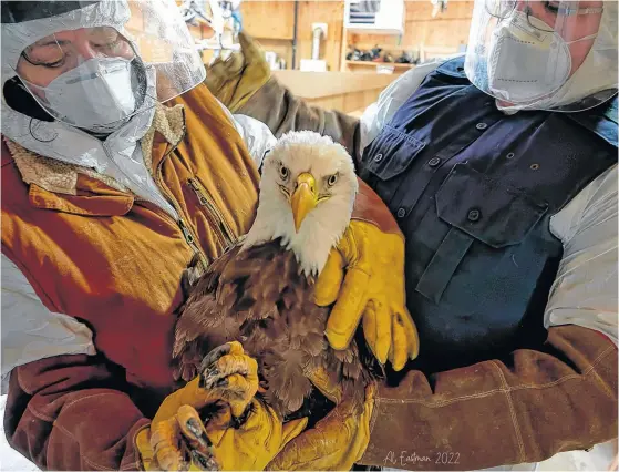  ?? AL EASTMAN ?? This mature bald eagle was brought in to the Cobequid Wildlife Rehabilita­tion Centre for evaluation after a territoria­l dispute with another eagle.