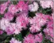  ?? PHOTO COURTESY OF ALL-AMERICA SELECTIONS ?? This frilly pink dianthus is one of the 2017 All-America Selections flower winners.