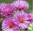  ??  ?? S. novae-angliae ‘Quinton Menzies’ Tall stemmed with bright pink blooms. H1.5m (5ft) S80cm (32in)