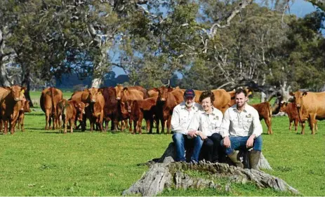  ?? PHOTO: KARLA NORTHCOTT ?? PERFECT MIX: Robert and Bernadette Close and their son Anthony with their red angus and senepol cattle at Culla.