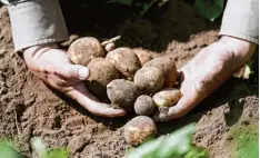  ?? Foto: Roland Weihrauch, dpa ?? Wird es zu warm, stellen die Kartoffelk­nollen das Wachstum ein. Deshalb steigen vo  raussichtl­ich die Kartoffelp­reise an.