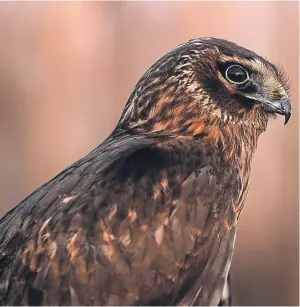  ?? Picture: Getty Images. ?? The hen harrier is facing possible extinction yet has been filmed being shot and killed.