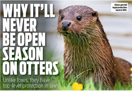  ??  ?? Otters got full legal protection back in 1981.