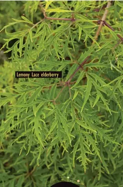  ?? ?? Lemony Lace elderberry