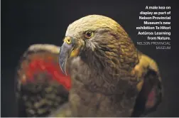  ?? NELSON PROVINCIAL MUSEUM ?? A male kea on display as part of Nelson Provincial Museum’s new exhibition Te Hītori Aotūroa: Learning from Nature.