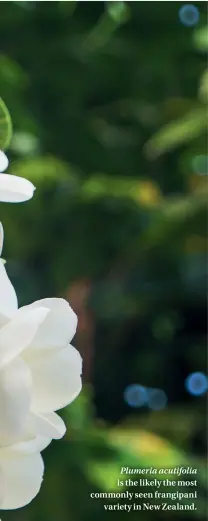  ??  ?? Plumeria acutifolia is the likely the most commonly seen frangipani variety in New Zealand.