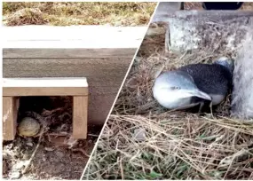  ??  ?? Below left: little blue penguins with nest beside the shoreline.