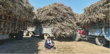  ?? PTI ?? A sugar cane farmer takes rest while waiting to weigh the yield on a scale at Bhopada in Muzaffarna­gar. Stagnant sugar cane prices and payment delays have made their lives miserable.