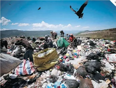  ?? ?? (1) El Botadero Municipal tiene más de 130 manzanas y consta de cuatro celdas, algunas no se pueden utilizar por la cercanía con colonias aledañas. (2) Algunos pepenadore­s han sufrido atropellam­ientos o amputacion­es de dedos. (3) Unas 60 latas hacen una libra, esta es pagada a cinco lempiras y es el material más buscado.