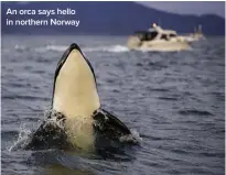  ??  ?? An orca says hello in northern Norway