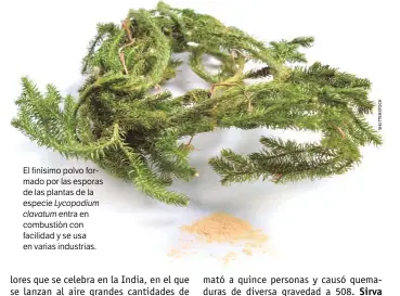  ??  ?? El finísimo polvo formado por las esporas de las plantas de la especie Lycopodium clavatum entra en combustión con facilidad y se usa en varias industrias.