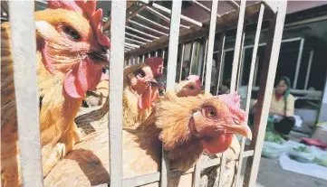  ??  ?? This file picture shows chickens in a cage at a livestock market before the market was asked to stop trading in prevention of bird flu transmissi­on, in Kunming, Yunnan province, China.