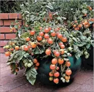  ??  ?? Litt’l Bites cherry tomato plants from Renee’s Garden are ideal for containers and hanging baskets.