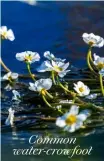  ?? ?? Common water-crowfoot