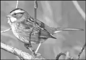  ?? Photo by Magnus
Manske via Wikimedia Commons ?? The white-throated sparrow, which comes down from the north this time of year to spend the winter, sometimes varies its short, sweet song.