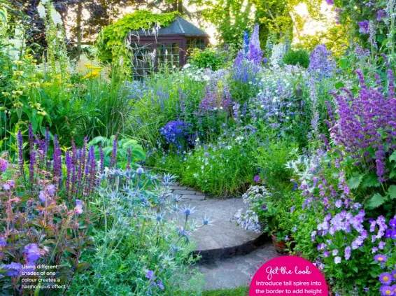  ??  ?? Using different shades of one colour creates a harmonious effect Introduce tall spires into the border to add height and interest: Margaret has used delphinium­s, campanulas and hollyhocks. Get the look