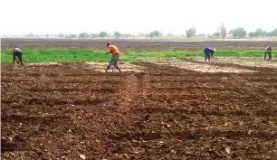  ??  ?? some youths working in a 500-hectares youth rice farms in Kaugama