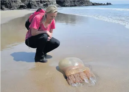  ??  ?? > Hege jellyfish have been washed up across west Wales, such as this one found at Lydstep Caverns