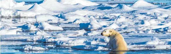  ?? FOTO: V. LEGRAND/IMAGO IMAGES ?? Auch dem Eisbär auf Grönland wird es zu heiß: Der Klimawande­l bedroht die Lebensgrun­dlagen von Mensch und Tier gleicherma­ßen.