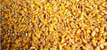  ?? — Reuters photo ?? Corn kernels inside a silo is pictured upclose at a farm in Bellevue, Iowa.