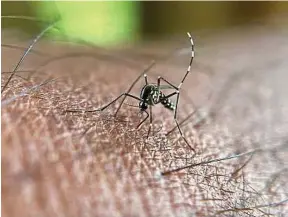  ?? M. Kiran / AFP ?? Aedes albopictus peut transmettr­e les virus de la dengue, du zika et du chikunguny­a.